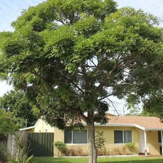 thumbnail for publication: Simarouba glauca: Paradise-Tree
